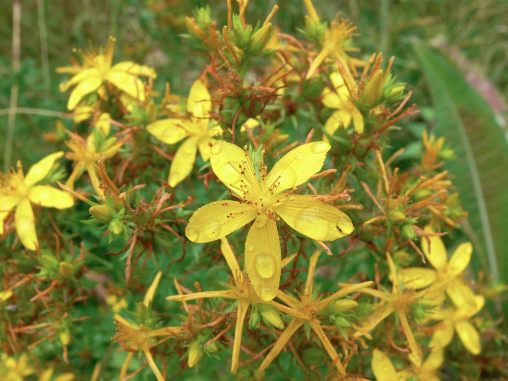 St Johns Wort Seeds Hypericum Perforatum Our Sacred Garden